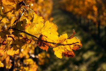 Golden autumn leaves on vines in the sunshine