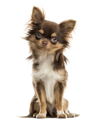 Chihuahua sitting, looking at the camera, isolated on white