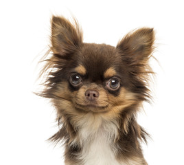 Close-up of a Chihuahua looking at the camera, isolated on white
