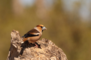 Hawfinch at feeding point