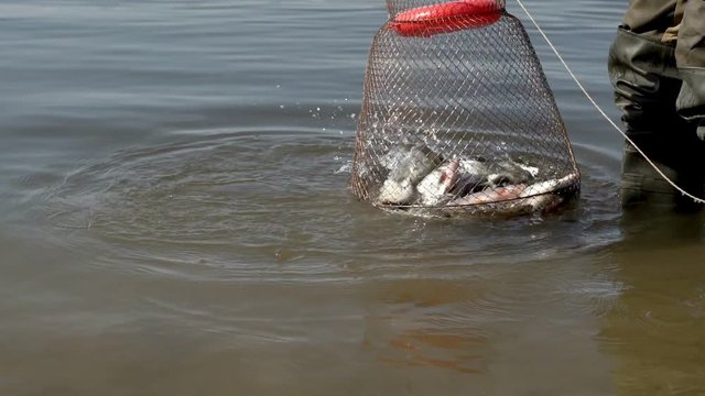 Caught fish in cage on river water during summer fishing