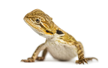 Side view of a Bearded Dragon, Pogona vitticeps, isolated on white