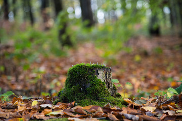 Obraz premium Baumstumpf im Wald mit Moos