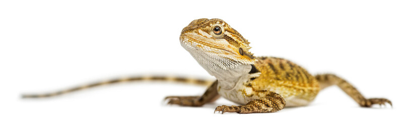 Bearded Dragon, Pogona vitticeps, isolates on white