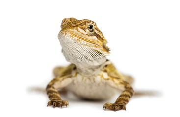 Front view of a Bearded Dragon, Pogona vitticeps, isolates on white