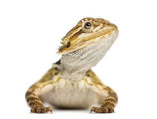 Front view of a Bearded Dragon, Pogona vitticeps, isolates on white