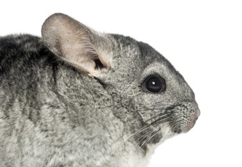 Close-up of a Chinchilla, isolated on white