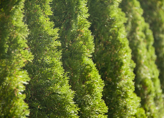 Green spring row of thujas as a background.