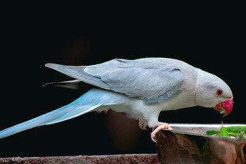 blue parrot