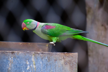 green parrot