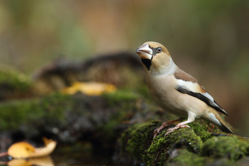 Hawfinch at feeding point