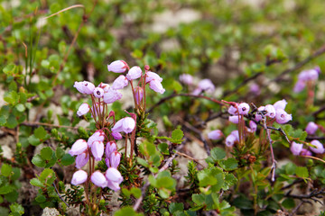 Flowers berry voroniha  on the tundra in the north of Russia