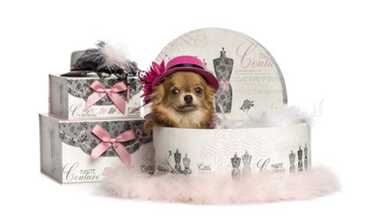 Chihuahua wearing a hat in a clothes box, isolated on white