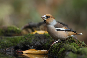 Hawfinch at feeding point
