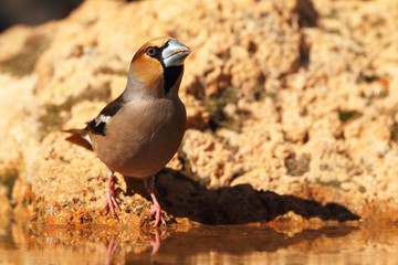 Hawfinch at feeding point