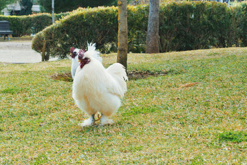 Two big white cocks roosters chickens walking in the green dry grass in the park on sunny day.