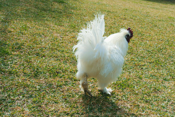 A back view of big white cock rooster chicken walking in the green dry grass on sunny day.