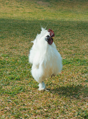 A big white cock rooster chicken walking standing on one leg in the green dry grass on sunny day.