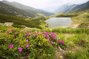 Fototapeta na wymiar Mountain lake and Rhododendron flowers landscape in Rodnei Mountains, Romania,Lake Lala Mare