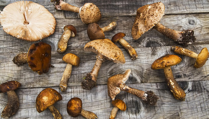 Parasol and boletus mushrooms, edible forest mushrooms on wooden table, top view