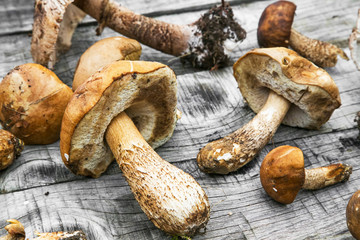 Boletus mushrooms freshly picked form the forest on wooden table, edible organic mushrooms