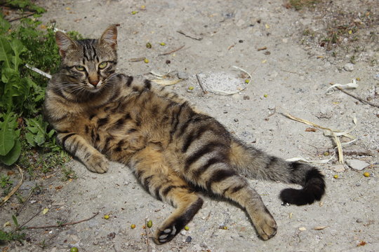 Yatan Kedi