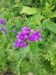 Obraz premium Flower