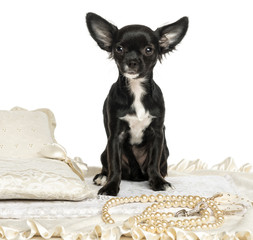 Chihuahua sitting on carpet, isolated on white