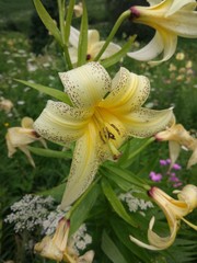 Obraz premium Flower