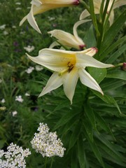 Obraz premium Flower