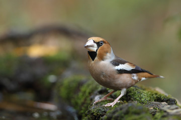 Hawfinch at feeding point