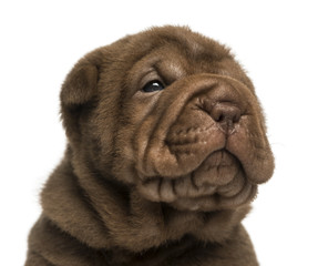 Close-up of a Shar Pei puppy, isolated on white