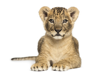 Naklejka na ściany i meble Lion cub lying, looking at the camera, 7 weeks old, isolated on