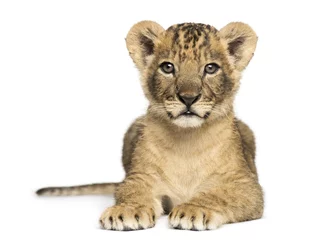 Crédence de cuisine en verre imprimé Lion Lion cub lying, looking at the camera, 7 weeks old, isolated on