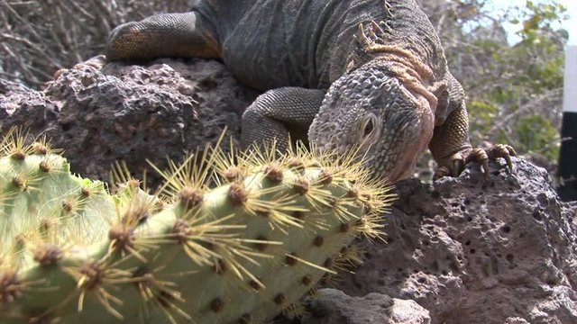 Huge Iguana closeup on rocky coast of Galapagos Iguana. Amazing reptiles like dinosaurs. Wildlife animals. Nature of Ecuador. Herbivorous inhabitants of ocean.