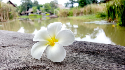 Fototapeta na wymiar white and yellow plumeria frangipani waterfront pavilion