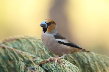 Hawfinch at feeding point