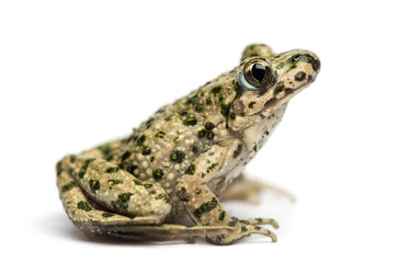 Side view of a Common parsley frog, Pelodytes punctatus, isolated on white