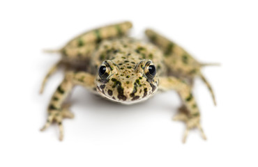 Front view of a Common parsley frog from up high, Pelodytes punc