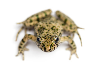 Obraz premium Front view of a Common parsley frog from up high, Pelodytes punc