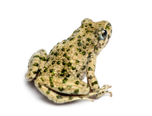 Rear view of a Common parsley frog, Pelodytes punctatus, isolate