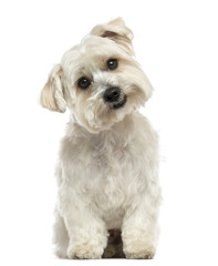 Front view of a Maltese sitting, looking at the camera, isolated on white