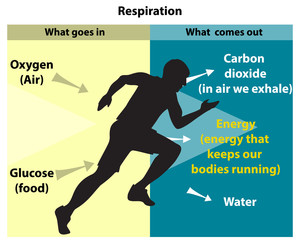 Cellular respiration is an aerobic process