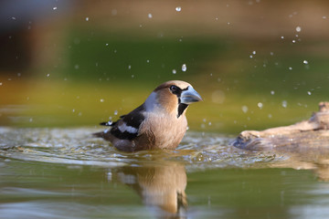 Hawfinch at feeding point