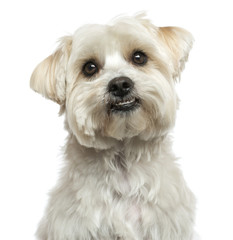 Close-up of a Maltese, looking up, isolated on white