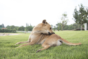 dog on the background of the wallpaper concept