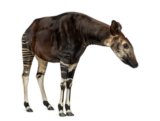 Okapi standing, looking attentively, Okapia johnstoni, isolated