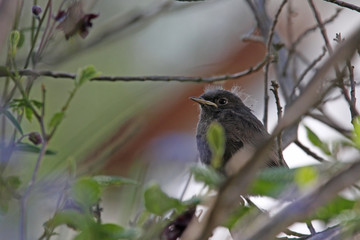 Hausrotschwänzchen, Jungvogel