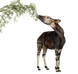 Okapi eating foliage from a branch, Okapia johnstoni, isolated o