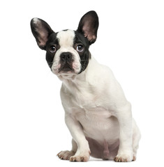 Obraz premium French bulldog puppy sitting, looking intimidated, 4 months old, isolated on white